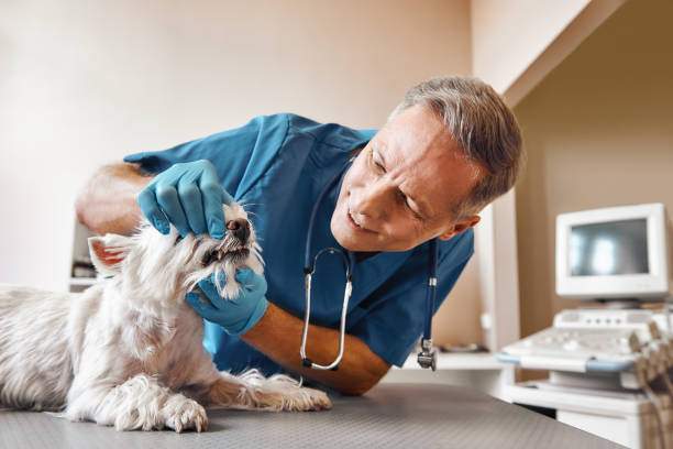 Best 24-Hour Emergency Dentist in Kirby, TX